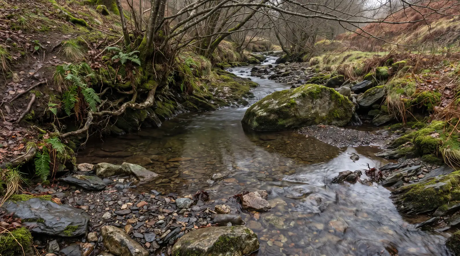 Un ruisseau peu profond court sur des galets de granit entre des berges d'aulnes et de fougères, puis disparaît sous les branches en amont, sous une lumière grise.