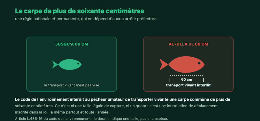 Comparaison de deux carpes de part et d'autre du seuil de soixante centimètres, au-delà duquel le transport vivant est interdit