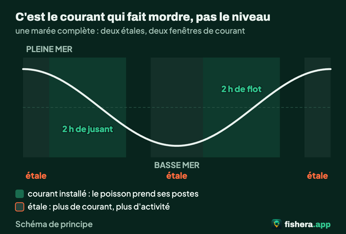 Courbe d'une marée complète montrant les deux étales sans courant et les deux fenêtres de deux heures de flot et de jusant