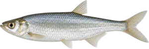 Ablette (Alburnus alburnus)
