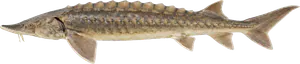 Esturgeon du Golfe du Mexique (Acipenser Oxyrinchus Desotoi)