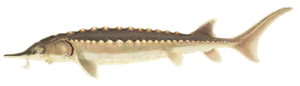 Esturgeon Noir d'Amérique (Acipenser Oxyrinchus Oxyrinchus)