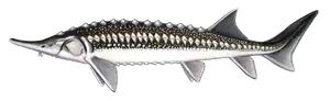 Esturgeon Étoilé (Sevruga) (Acipenser Stellatus)