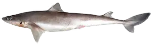 Aiguillat (Squalus acanthias)