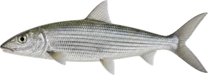 Poisson Banane (Bonefish) (Albula Spp.)