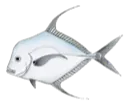 Cordonnier Bossu (Alectis Alexandrinus)