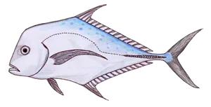 Cordonnier Plume (Alectis Indicus)
