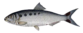 Alose (Alosa Alosa)