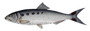 Alose Feinte (Alosa Fallax)