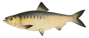 Alose Américaine (Alosa Mediocris)