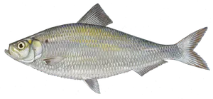 Gaspareau (Alosa Pseudoharengus)
