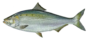 Alose Savoureuse (Alosa Sapidissima)