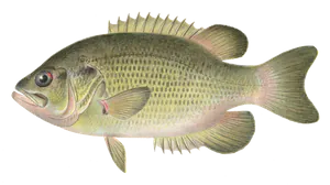 Crapet de Roche (Ambloplites Rupestris)