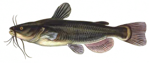 Poisson-Chat (Barbotte Noire) (Ameiurus Melas)