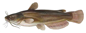 Barbotte Jaune (Ameiurus Natalis)