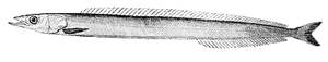 Lancon du Nord (Ammodytes Dubius)