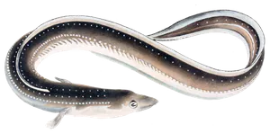 Anguille du Japon (Anguilla Japonica)