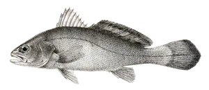 Maigre d'Amoy (Argyrosomus Amoyensis)