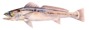 Maigre Africain (Argyrosomus Hololepidotus)