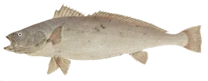 Maigre du Japon (Argyrosomus Japonicus)