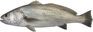 Maigre Commun (Courbine - Grogneur) (Argyrosomus Regius)