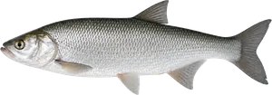 Aspe (Leuciscus aspius)
