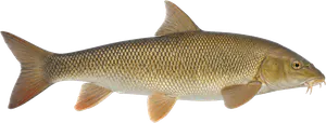 Barbeau Fluviatile (Barbus Barbus)