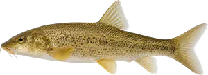 Barbeau méridional (Barbus meridionalis)