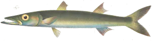 Barracuda (Sphyraena sphyraena)