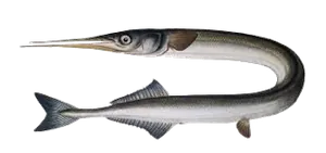 Orphie (Belone Belone)
