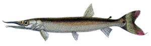 Bicuda (Boulengerella Cuvieri)