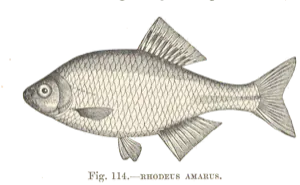Bouvière (Rhodeus amarus)