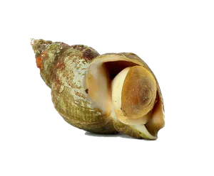Bulot (Buccinum Undatum)