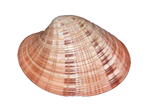 Vernis (Callista Spp)