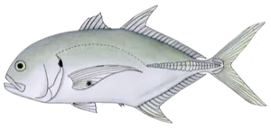 Carangue du Pacifique (Caranx Caninus)