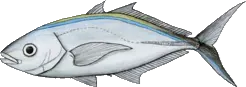 Carangue franche (Caranx Ruber)