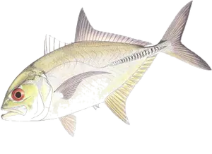 Carangue à Gros Yeux (Caranx Sexfasciatus)