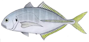 Cuisinier (Caranx Vinctus)