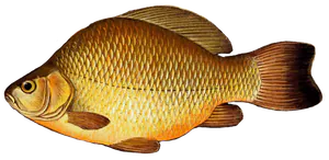 Carassin Commun (Carassius Carassius)