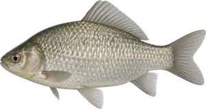 Carassin argenté (Carassius gibelio)