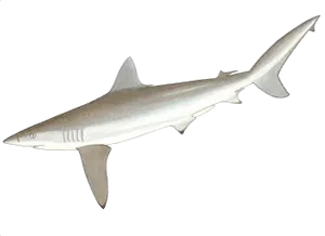 Requin Cuivré (Carcharhinidae)