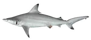 Requin Bordé (Carcharhinus Limbatus)