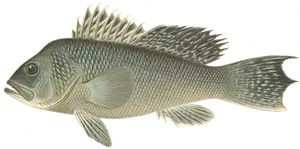 Fanfre Noir (Saint-Pierre) (Centropristis Striata)