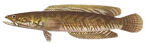 Tête de Serpent Strié (Snakehead) (Channa Spp.)