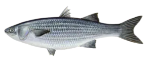 Mulet Lippu (Muge) (Chelon Labrosus)