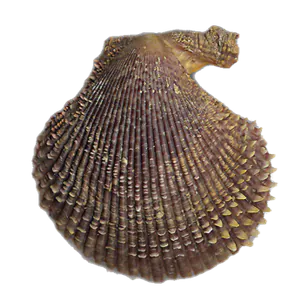 Pétoncle Noir (Chlamy Varia)