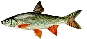 Hotu (Chondrostoma Nasus)