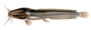 Poisson-Chat Africain (Clarias Gariepinus)