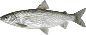 Corégone (lavaret) (Coregonus lavaretus)