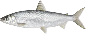 Grand Corégone (Coregonus Clupeaformis)